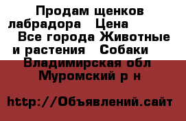 Продам щенков лабрадора › Цена ­ 20 000 - Все города Животные и растения » Собаки   . Владимирская обл.,Муромский р-н